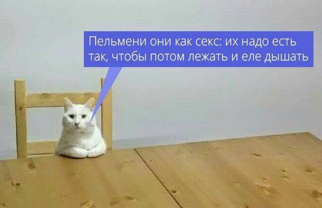 Кошка пельмень