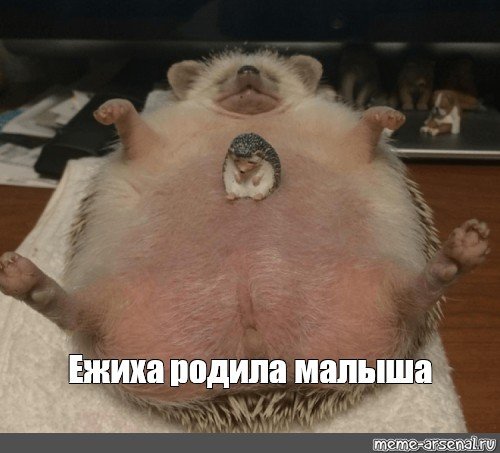 Пузико картинки смешные