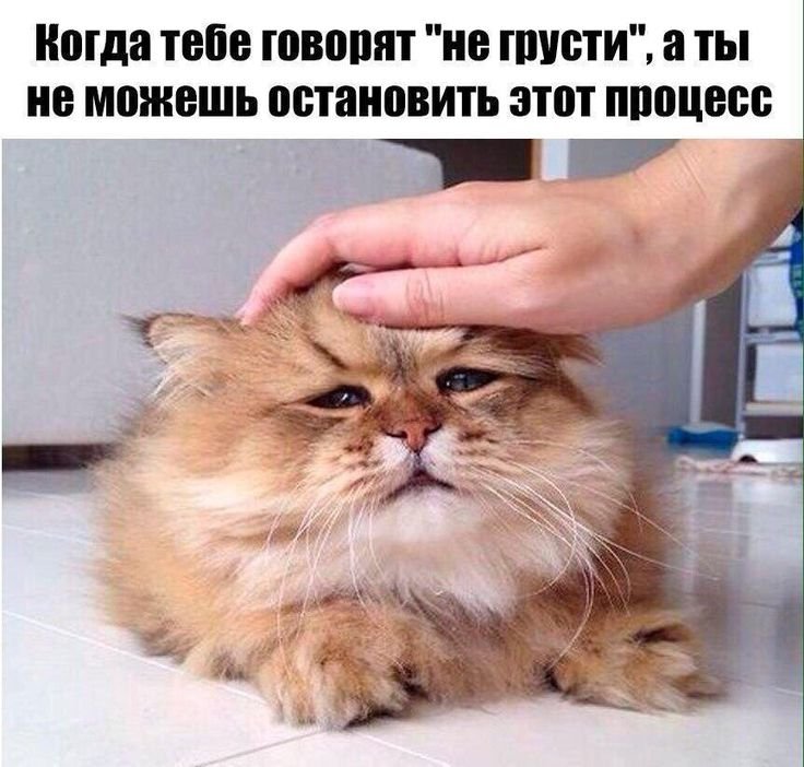 Котик переживает