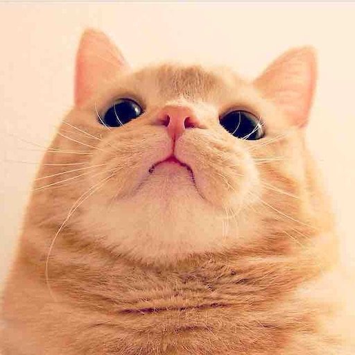 Классный кот