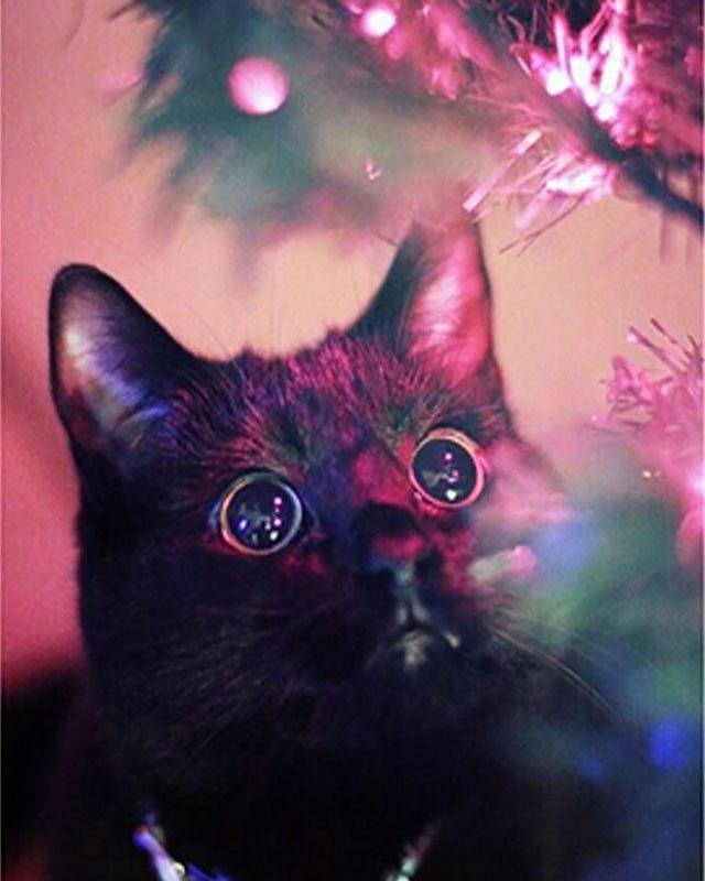 Котик и елка