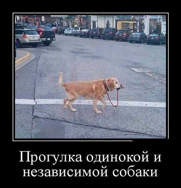 Шутки про собак