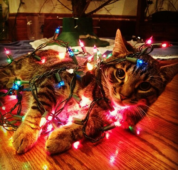 Гирлянда кошка