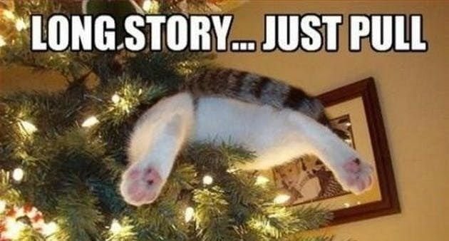 Кот с хвостом елкой