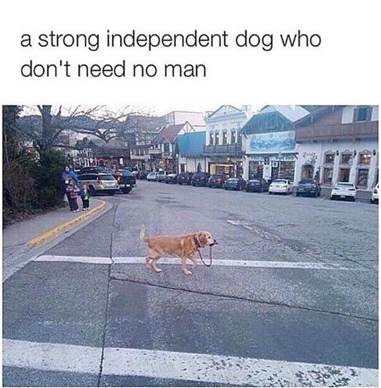 Независимая собака