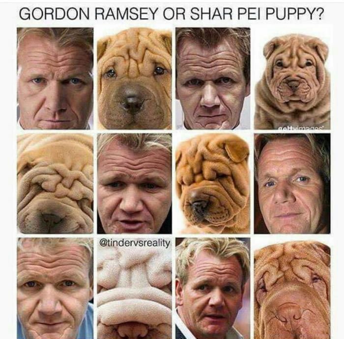 Морщины и шарпей