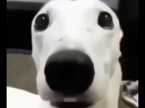 Собака кринж