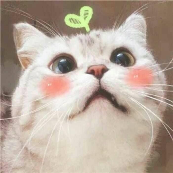 Кот с розовыми щеками