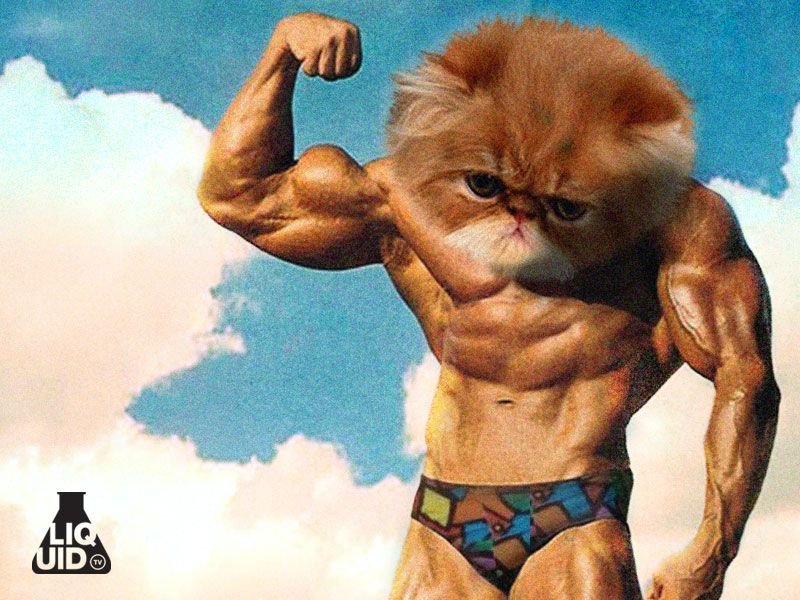 Коты бодибилдеры