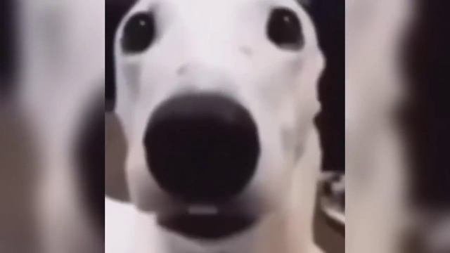 Собака дрожит Мем
