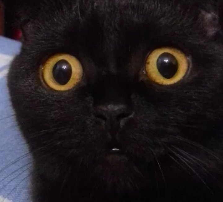 Черная кошка с выпученными глазами