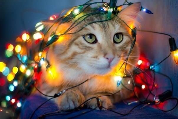 Котик в гирлянде