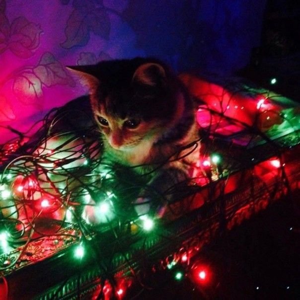 Кот в гирлянде