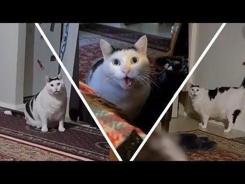 Кот из тик тока белый толстый мяукает