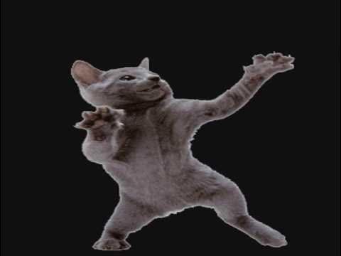 Танцующий кот на белом фоне