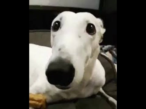 Причина тряски Мем щенок