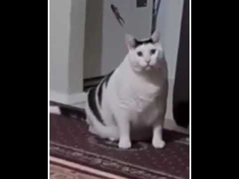 Толстый кот мяукает