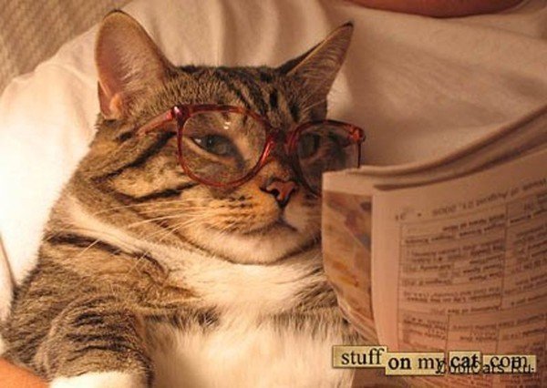 Кот в очках с газетой