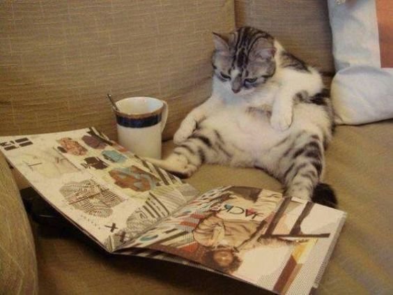 Кот читает