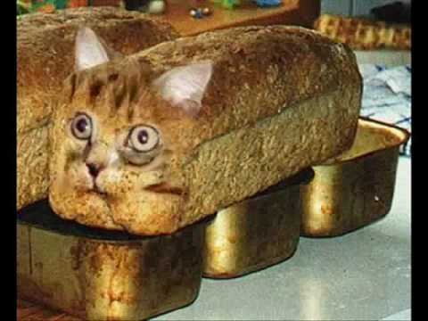 Коты в хлебе