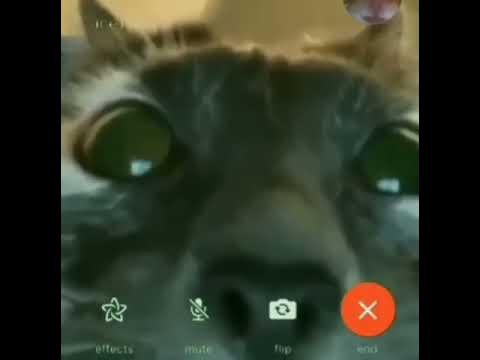 Коты по видеосвязи