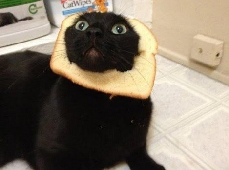 Кот Хлебушек