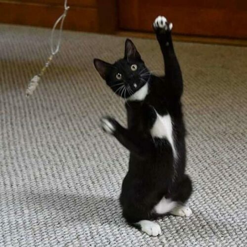 Танцующая кошка