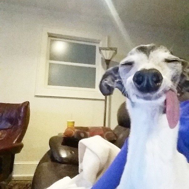 Беззубая Левретка Заппа