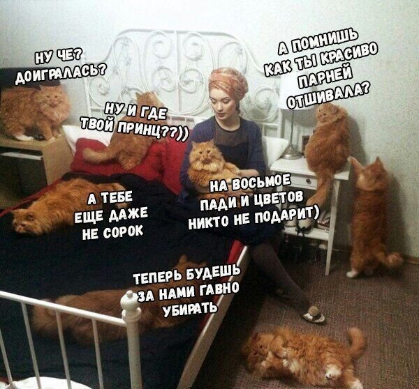 Шутки про кошатниц
