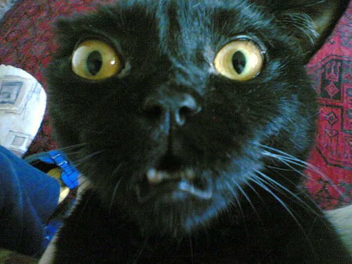 Коты с испуганными глазами