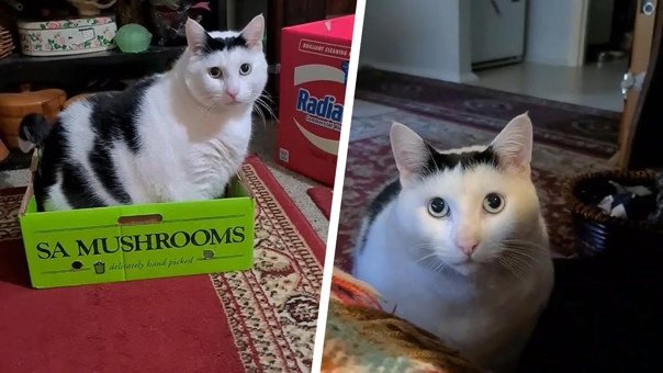 Смешной кот тик ток