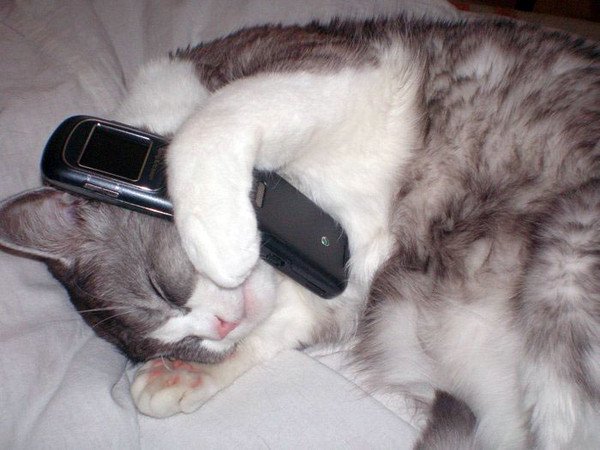 Кот с мобильником