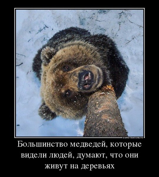 Медведь демотиватор