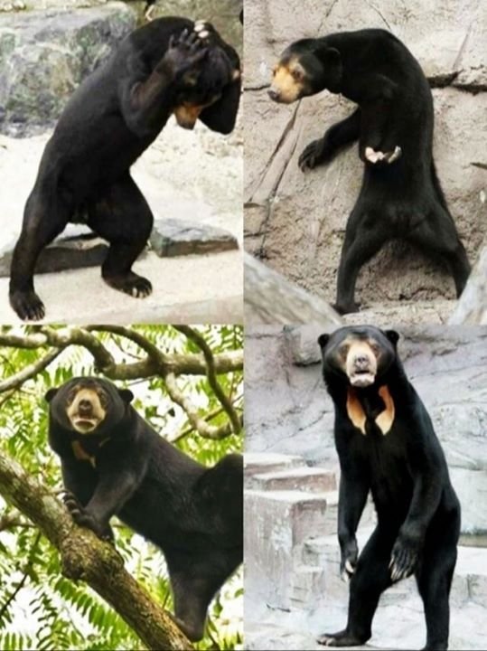 Бируанг медведь