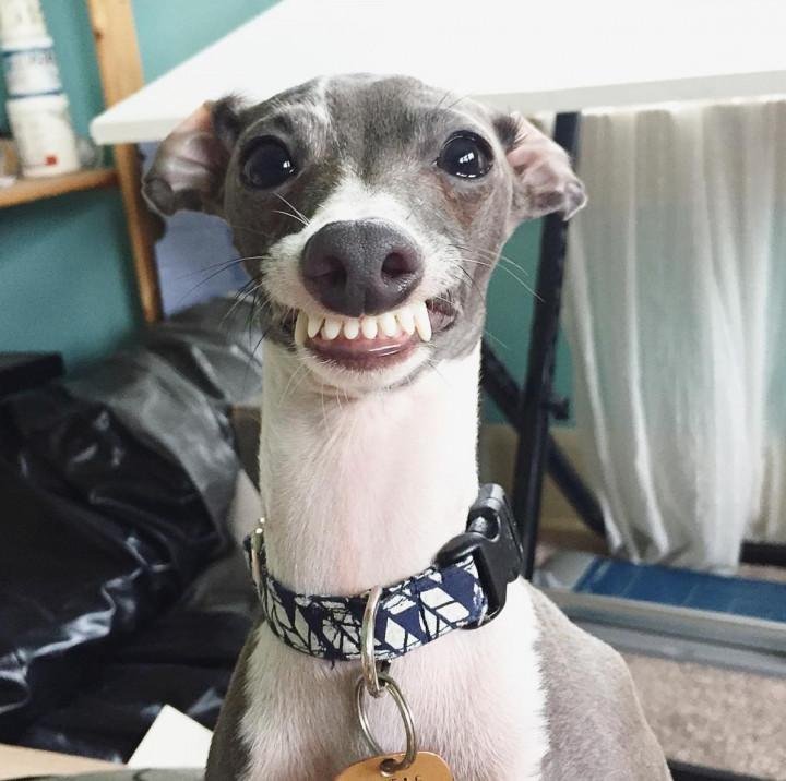 Итальянская борзая Левретка