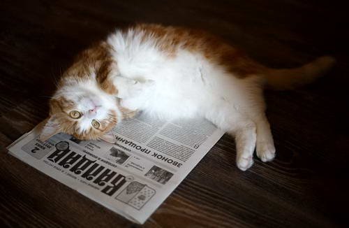 Кот читает газету