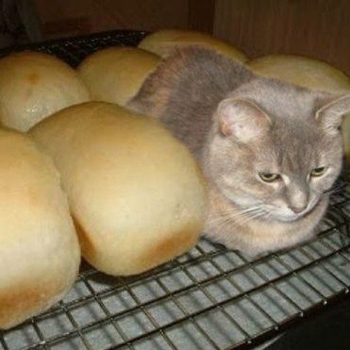 Кот не хлеб