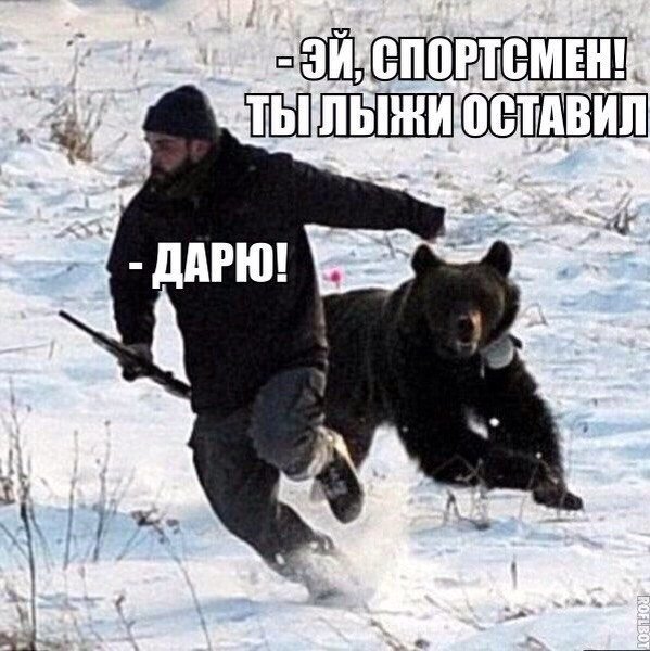 Медведь бежит