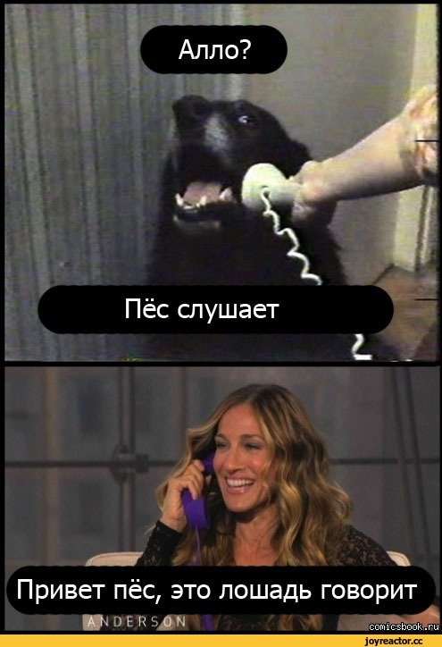 Алло собака