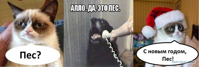 Алло да это пес