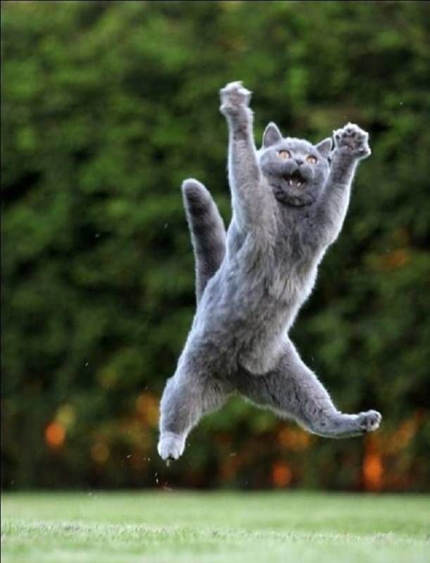 Счастливый кот