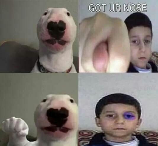 Смешные собаки мемы