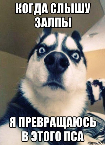 Мемы с псами