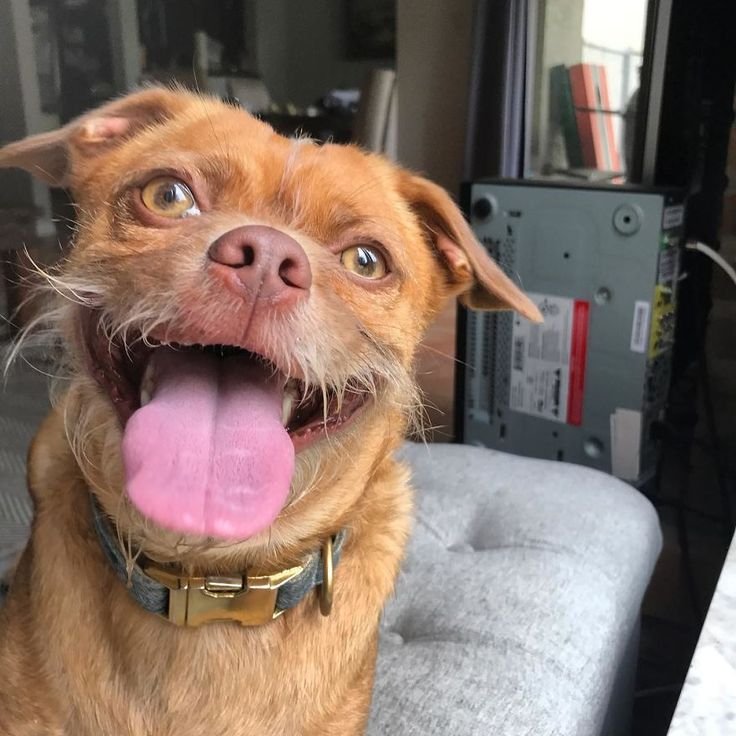 Собака с языком