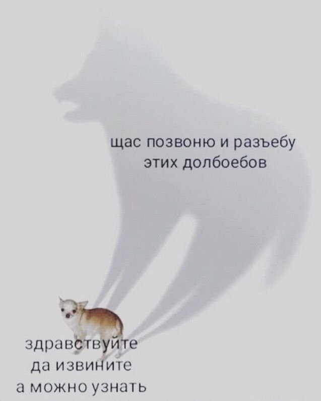 Мем с чихуа и тенью