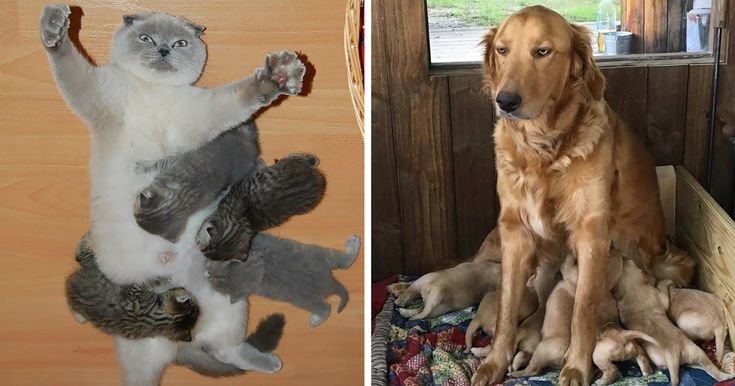 Домашние животные радость