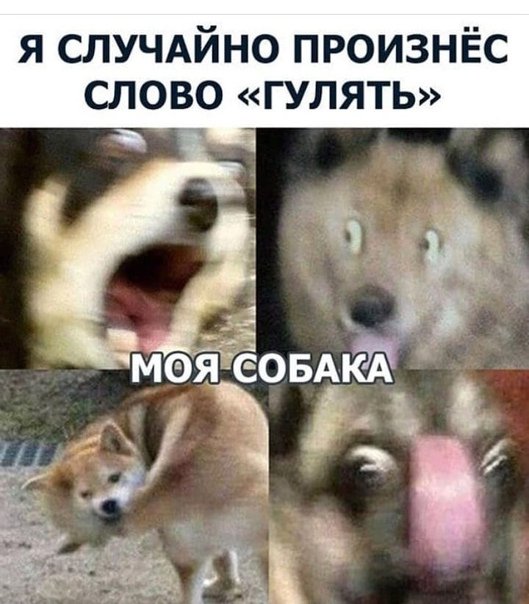 Собака Мем