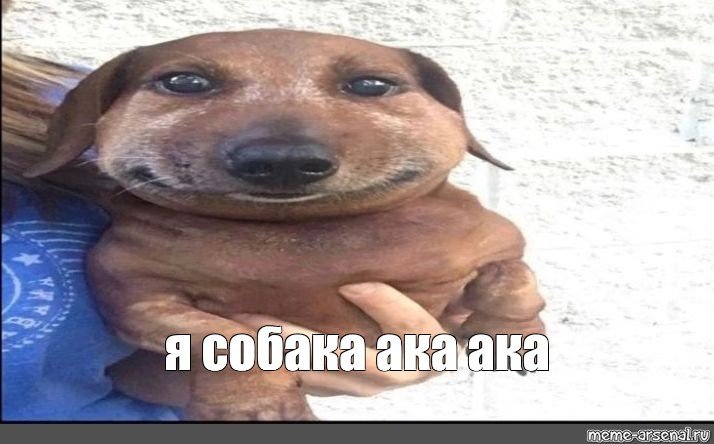 Мемы с собаками