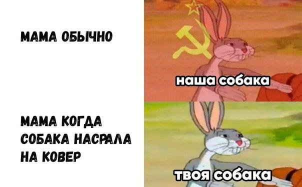 Мем мама мама наша собака на петарду встала из импровизации