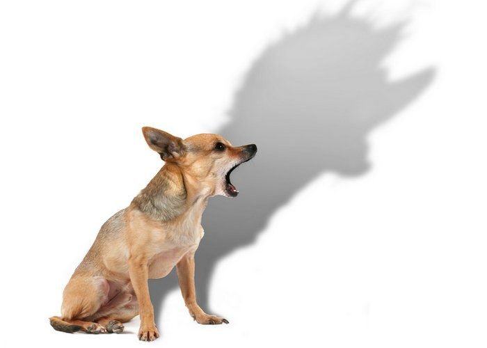 Маленькая собака с большой тенью